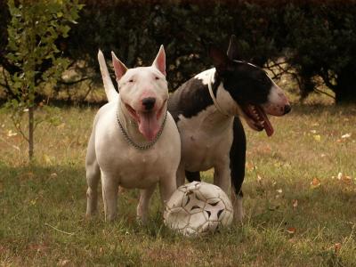 c koi ton best chien ?